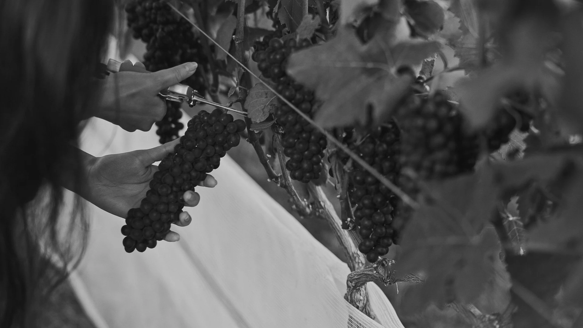 Colheita manual de uvas na Vinícola Maturano